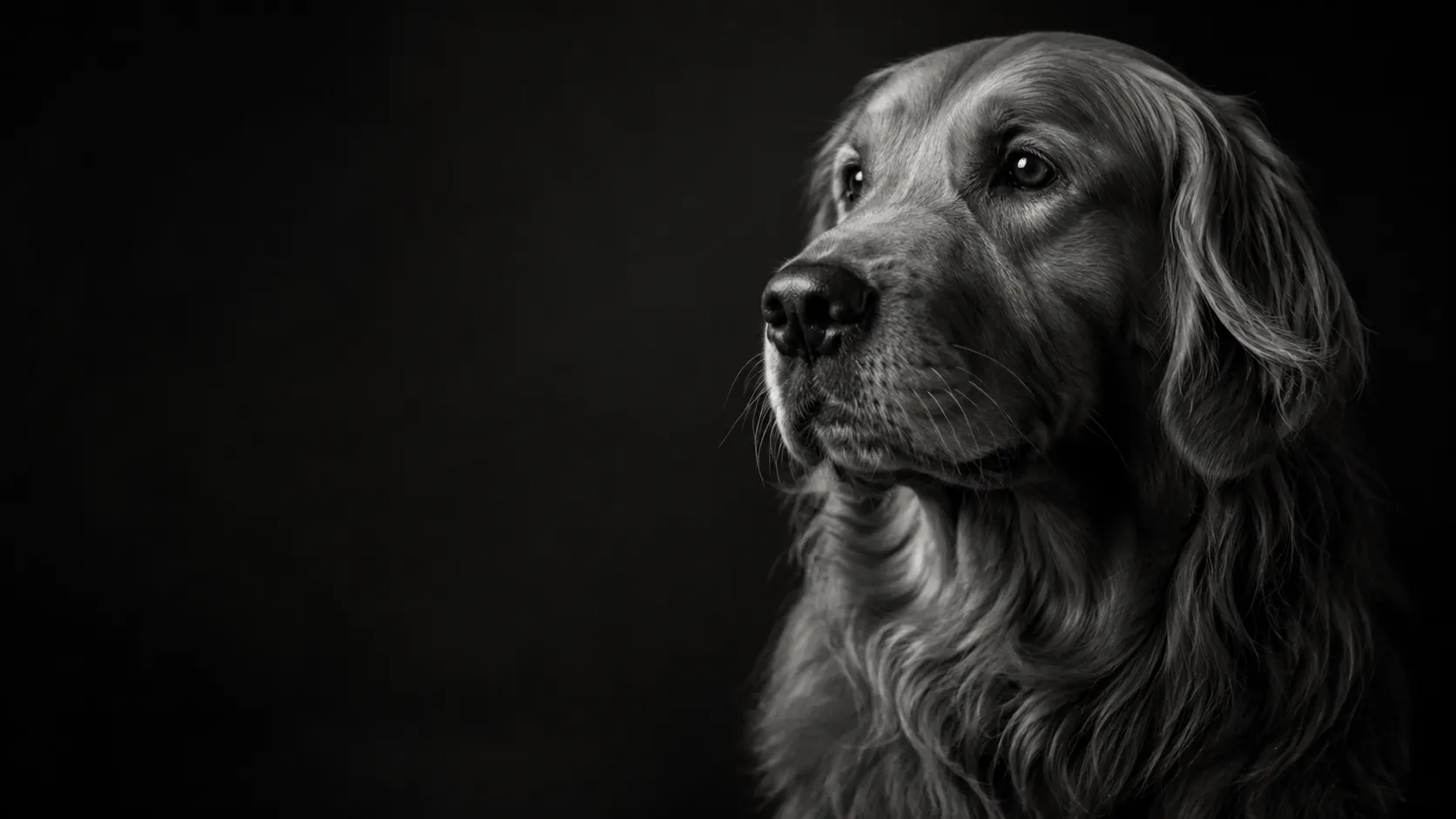 A golden retriever in profile, lit against a black studio background, looking upward and slightly to the left.